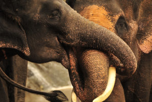 słonie tajlandia