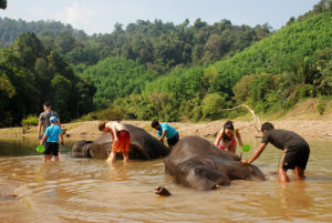 słonie Khao Sok