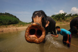 słonie phuket