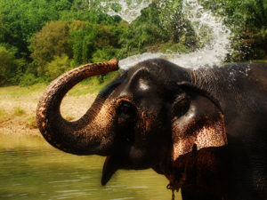 wycieczka na słonie phuket