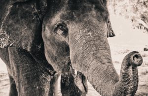 slonie w tajlandii