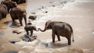 slonie w tajlandii