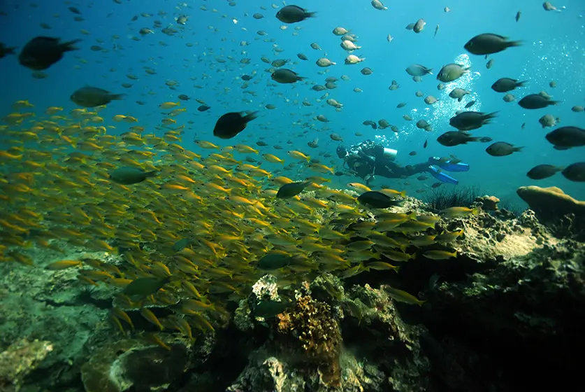 Thailand tajlandia po polsku przewodnik PADI kurs nurkowanie phi phi pipi pp islands