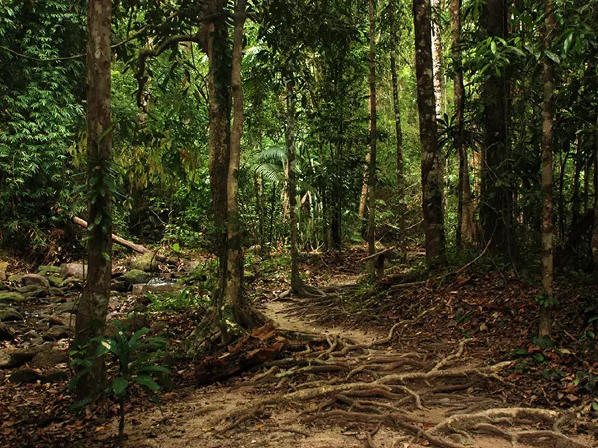 Thailand Tajlandia wycieczka po polsku Khao sok dżungla jungle jezioro wyprawa na 2 dni słoń slon sanktuarium sloni
